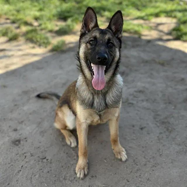 Dolly - German Shepherd Dog