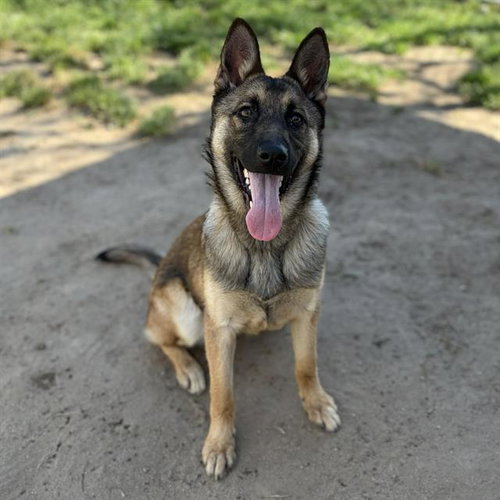 picture of the dog needing adoption
