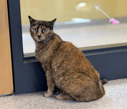 CLOVER, Young Domestic Short Hair (medium coat), cat for adoption in Oakley, California