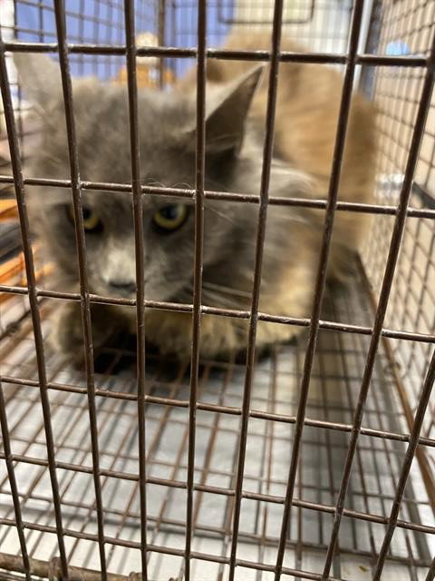 A609170, Young Domestic Medium Hair (medium coat), cat for adoption in Oakley, California