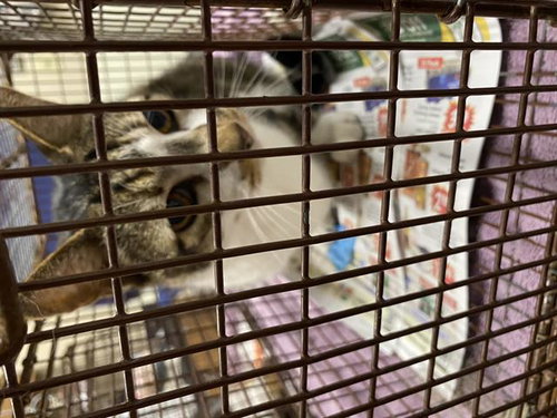 A609507, an adoptable Domestic Short Hair in Modesto, CA