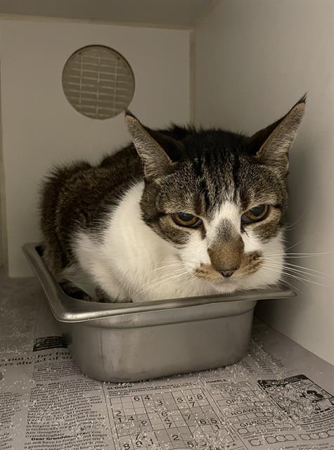 A609507, an adoptable Domestic Short Hair in Modesto, CA