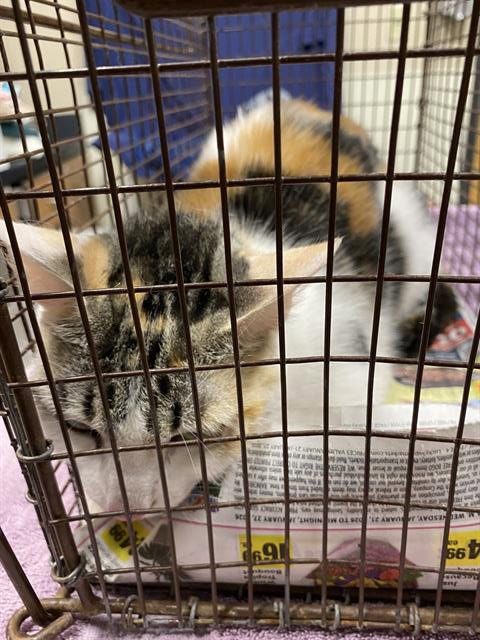 A609508, Young Domestic Short Hair (medium coat), cat for adoption in Merced, California