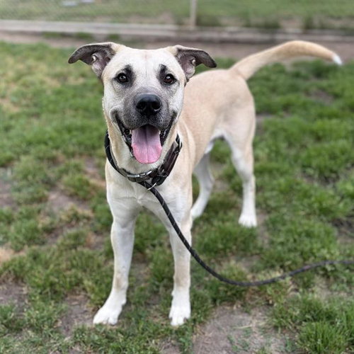 *JOHN BOY, an adoptable Mastiff in Modesto, CA
