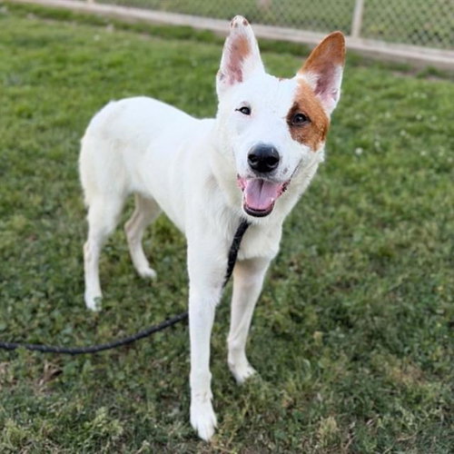 CURVY, an adoptable Queensland Heeler in Modesto, CA