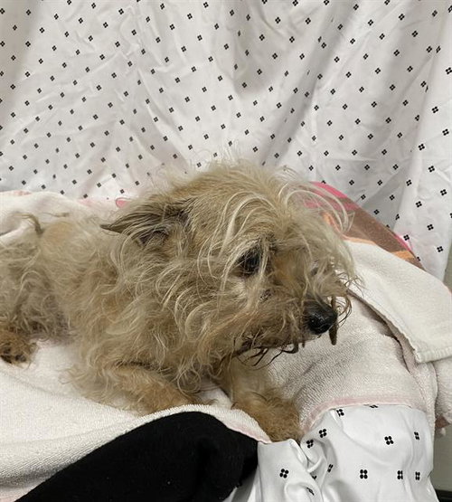 *CLETUS, an adoptable Maltese in Modesto, CA
