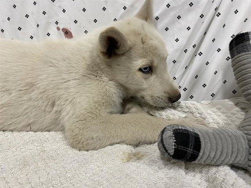 A609890, an adoptable Husky in Modesto, CA