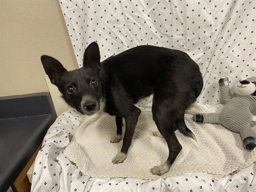 A609871, an adoptable Chihuahua in Modesto, CA