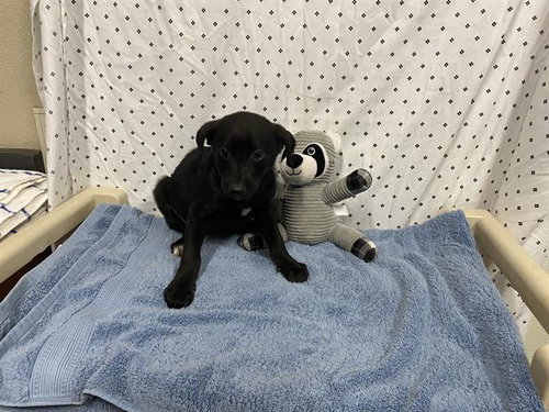 A609935, an adoptable Border Collie in Modesto, CA