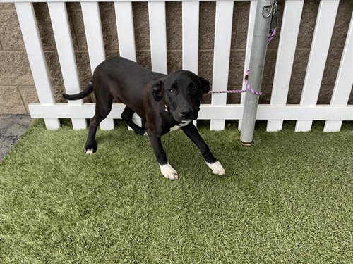 OLD MAN, an adoptable Border Collie in Modesto, CA