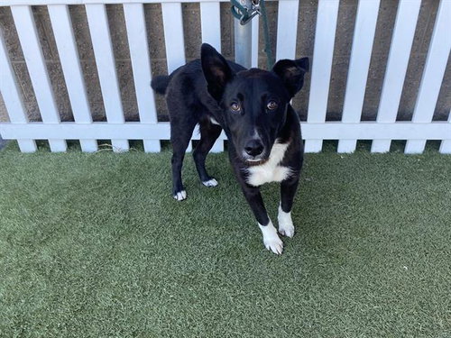 HATCH, an adoptable Border Collie in Modesto, CA