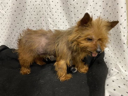 *TANDY, an adoptable Yorkshire Terrier Yorkie in Modesto, CA