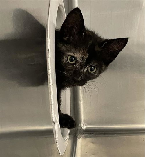 *BUGS, an adoptable Domestic Short Hair in Modesto, CA