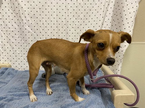 A609938, an adoptable Chihuahua in Modesto, CA