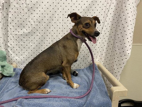 *HAL, an adoptable Chihuahua in Modesto, CA