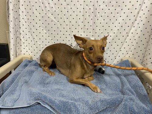 *KAYLEE, an adoptable Chihuahua in Modesto, CA