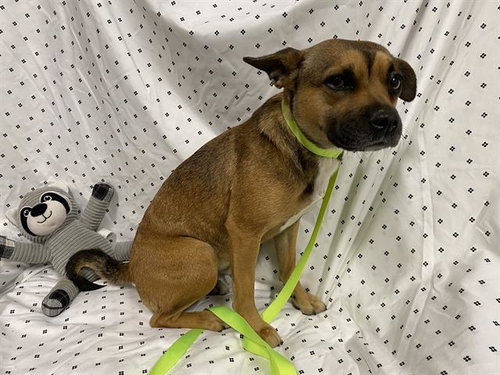 A609810, an adoptable Rat Terrier in Modesto, CA