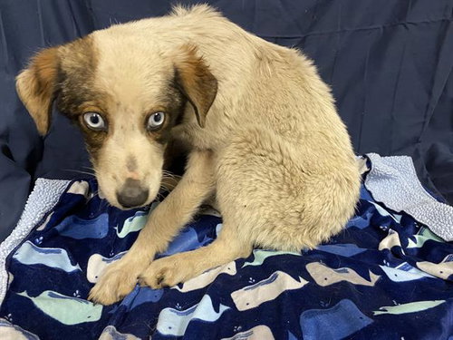A609960, an adoptable Australian Shepherd in Modesto, CA