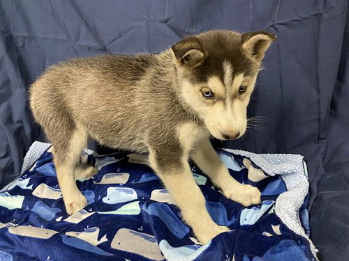 *LULU, an adoptable Husky in Modesto, CA