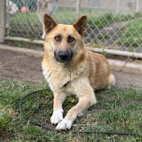 *MAGGIE, an adoptable German Shepherd Dog in Modesto, CA