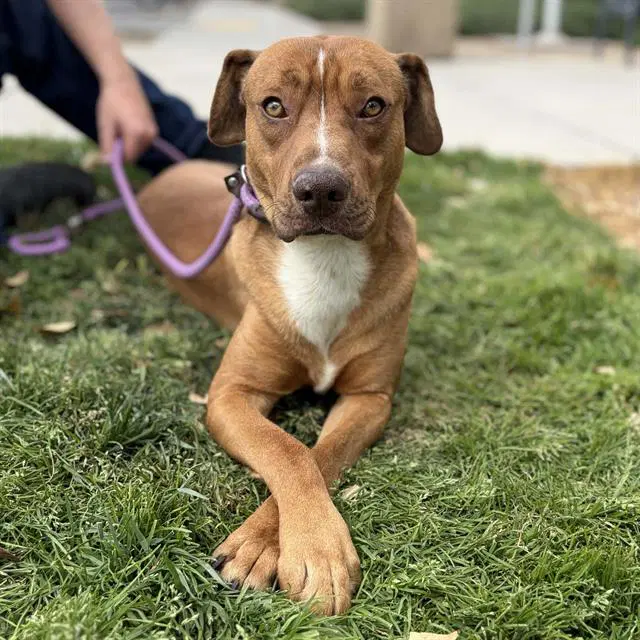 Dude - Pit Bull Terrier