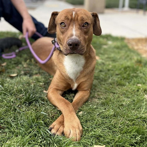 *DUDE, an adoptable Pit Bull Terrier in Modesto, CA