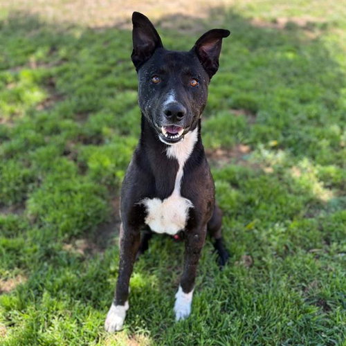 *GUS, an adoptable Border Collie in Modesto, CA