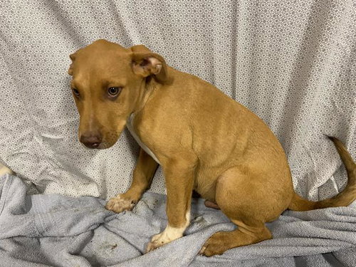 *SCOOBY, an adoptable Vizsla in Modesto, CA