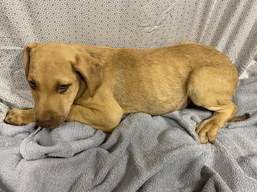 *SHAGGY, an adoptable Vizsla in Modesto, CA