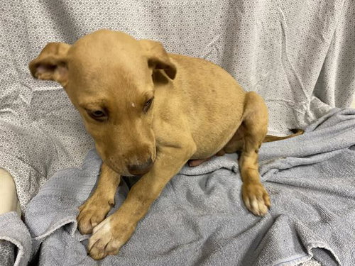 *FREDDY, an adoptable Vizsla in Modesto, CA