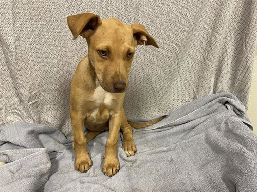 *VELMA, an adoptable Vizsla in Modesto, CA
