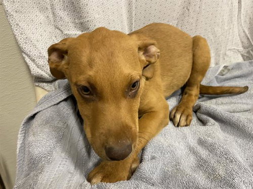 *DAPHNE, an adoptable Vizsla in Modesto, CA