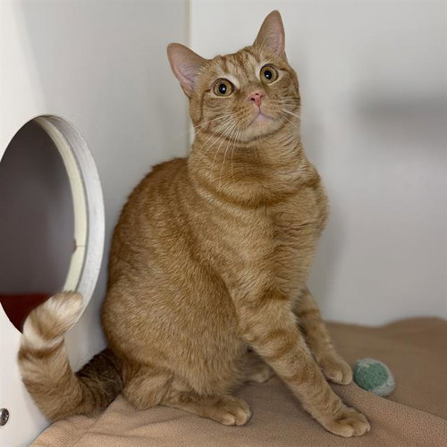 NACHO, Adult Domestic Short Hair (medium coat), cat for adoption in Merced, California
