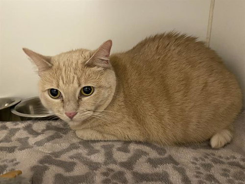 BEAN, Adult Domestic Short Hair (medium coat), cat for adoption in Merced, California
