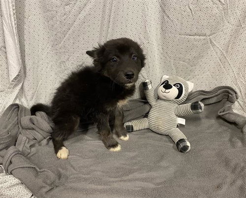 *ROUSEY, an adoptable German Shepherd Dog in Modesto, CA