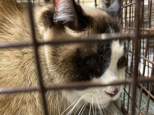 LUCY, Adult Siamese (medium coat), cat for adoption in Merced, California