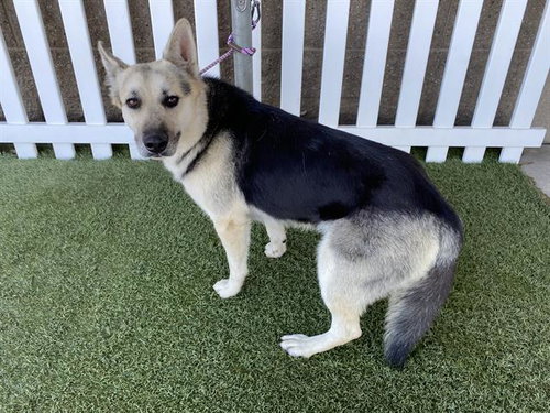 *SAVANNAH, an adoptable German Shepherd Dog in Modesto, CA