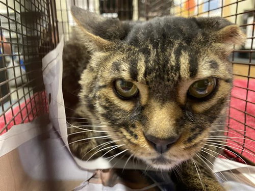 *TIG, Adult Domestic Short Hair (medium coat), cat for adoption in Merced, California