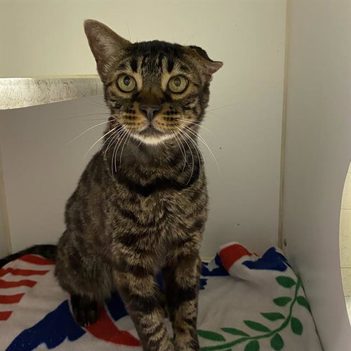 *TIG, Adult Bengal (medium coat), cat for adoption in Lodi, California