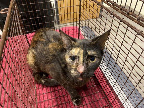 *GIGI, Adult Domestic Short Hair (medium coat), cat for adoption in Merced, California