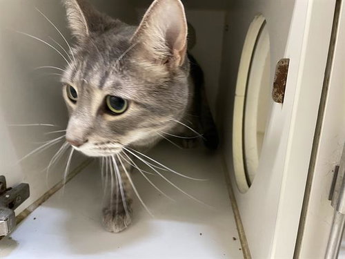 PETER, Adult Domestic Short Hair (medium coat), cat for adoption in Merced, California