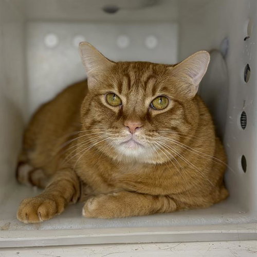 TIGER, Adult Domestic Short Hair (medium coat), cat for adoption in Merced, California