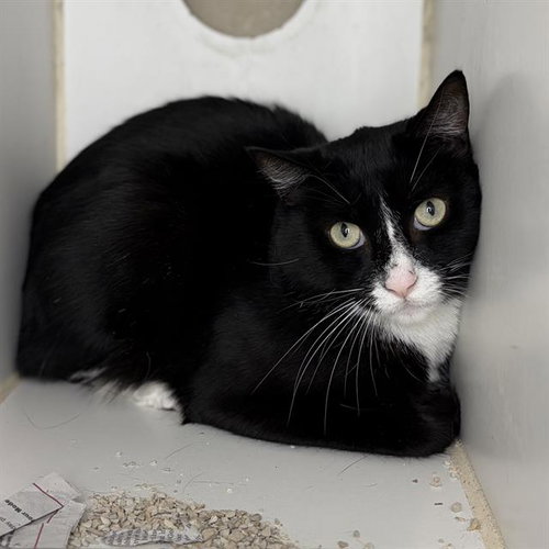 OREO, Adult Domestic Short Hair (medium coat), cat for adoption in Merced, California