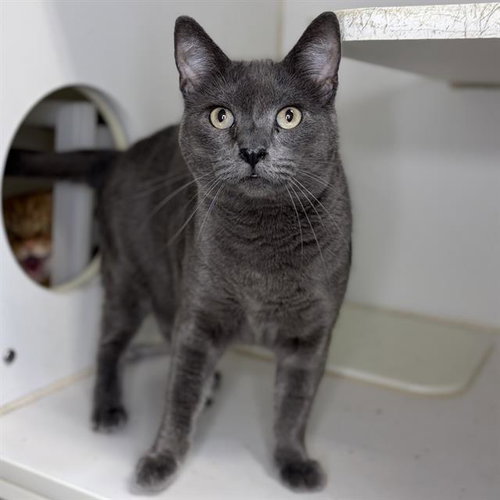 A570890, Adult Domestic Short Hair (medium coat), cat for adoption in Merced, California