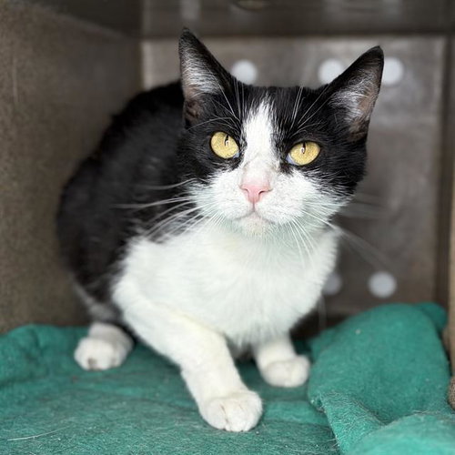 A610147, Adult Domestic Short Hair (medium coat), cat for adoption in Merced, California