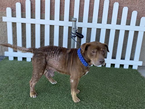 A610388, an adoptable Staffordshire Bull Terrier in Modesto, CA
