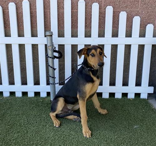 A610402, an adoptable Treeing Walker Coonhound in Modesto, CA
