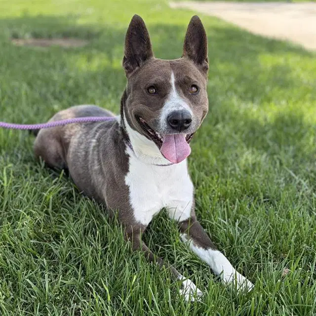Harley - Collie