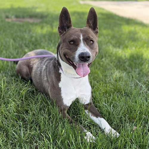 *HARLEY, an adoptable Collie in Modesto, CA