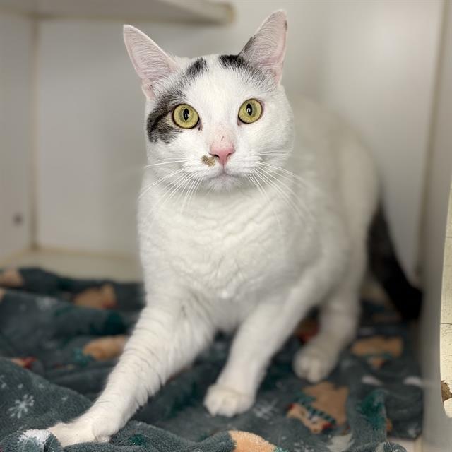 CATBANDIT Image